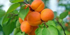 المسيلة.. توقع إنتاج 502 ألف قنطار من المشمش