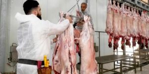 الطارف.. تجنيد أكثر من 80 طبيبا بيطريا للمراقبة الصحية للأضاحي