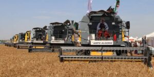 تيزي وزو.. ترقب إنتاج أكثر من 200 ألف قنطار من الحبوب