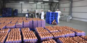 بعد تخصيص نقاط بيع بالجملة.. نحو إستقرار أسعار البيض