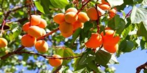 النعامة ..توقع إنتاج أكثر من 6 آلاف قنطار من المشمش