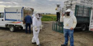 عين الدفلى.. توزيع أكثر من 4100 خلية نحل ممتلئة على نحالين شباب