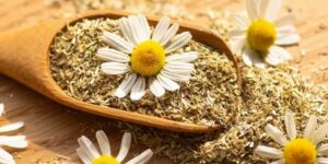 زهرة البابونج.. لضمان الفوائد الصحية والجمالية