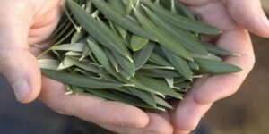 أوراق الزيتون.. فوائد تجعلك لا تستغنين عنها