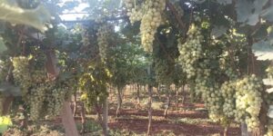 بومرداس.. مساحة زراعة الكروم تتوسع وترقب إنتاج قياسي قريبا