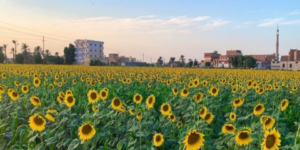    زراعة دوار الشمس .. الرهان القادم لتحقيق الإكتفاء الذاتي
