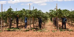 باتنة.. تسجيل زيادة في عدد المستثمرات الفلاحية