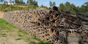 تيسمسيلت.. توقع ارتفاع إنتاج الفلين