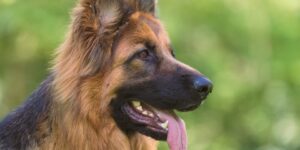 العلم والإيمان.. خطورة لعاب الكلب