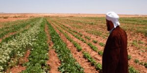 “توزيع مقررات الإستفادة من إستصلاح الأراضي الفلاحية” بتميمون