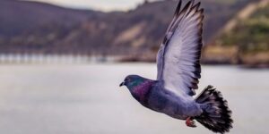 العلم والإيمان.. دماغ الحمام الزاجل