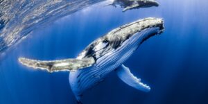 العلم والإيمان.. نوم الحيوانات