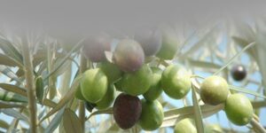 غرداية.. توقع إنتاج وفير من الزيتون خلال الموسم الفلاحي الجاري