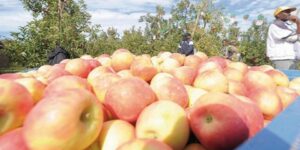 خنشلة.. توقعات بتحقيق محصول قياسي من التفاح