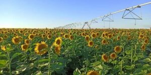 المنيعة.. زراعة 100 هكتار من نبات دوار الشمس لإنتاج البذور الزيتية