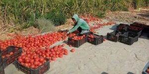 وسط توقعات إنتاج 2.5 مليون قنطار منها.. هل ستتحول وادي سوف إلى قطب لانتاج الطماطم