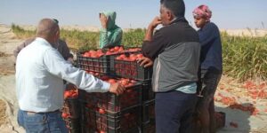 الوادي.. نحو إنتاج أكثر من 5 ملايين قنطار من الطماطم الحقلية