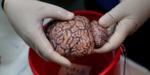 50 مليون اتصال بين الخلايا لإدارة جسم الانسان.. علماء ينجحون في التوصل إلى تفكيك أسرار الدماغ