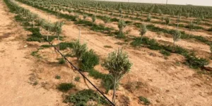 بشار : تخصيص مساحة 550 هكتار لتوسيع زراعة أشجار الزيتون