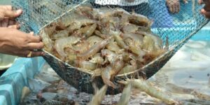 حروادي يشرف على توقيع اتفاقية جزائرية-كورية لتعزيز التعاون في قطاع الصيد البحري