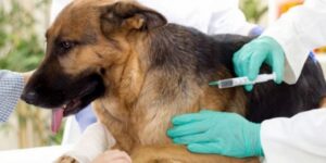 الجلفة: حملة تلقيح لمجابهة داء الكلب