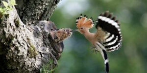 العلم والإيمان.. قصة الهدهد