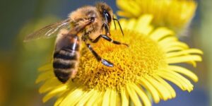 العلم والإيمان.. وَأَوْحَى رَبُّكَ إِلَى النَّحْلِ