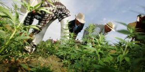 المغرب يقترب من الاستعمال الترفيهي للقنب الهندي