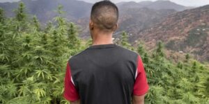 المغرب: محاكمات تجار المخدرات الصغار محاولة للتستر عن المتورطين الحقيقيين من صناع القرار