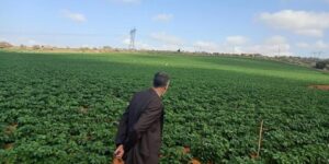 مستغانم.. الفلاحون يكسبون رهان إنتاج مليون قنطار من المحاصيل المحمية