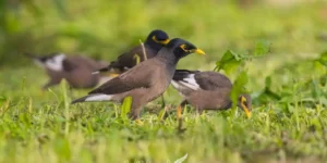 اخطار الفلاحين برصد طائر المينا المؤثر على المحاصيل الزراعية بالعاصمة 