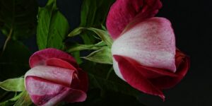 العلم والإيمان.. ومن كل الثمرات جعل فيها زوجين اثنين