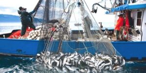 مكافحة الصيد البحري غير القانوني.. الجزائر تتحصل على جائزة الامتثال للهيئة العامة لمصايد أسماك البحر المتوسط