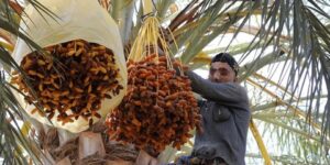 ورقلة.. توقع إنتاج حوالي مليون قنطار من التمور