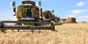 غرداية.. إبرام إتفاقيات للرفع من إنتاج القمح الصلب