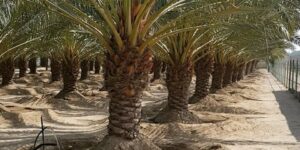 بشار.. نحو توسيع زراعة النخيل