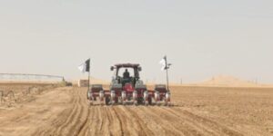 ورقلة.. تسجيل نجاح كبير في إنتاج الذرة الحبية و دوار الشمس