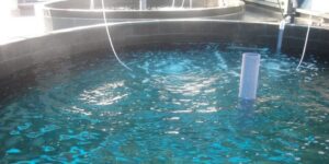 قالمة.. إطلاق مرتقب لعملية استزراع سمك القمبوزيا 