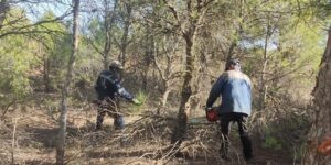 تطهير وتقليم 530 هكتارا من المساحات الغابية بأم البواقي