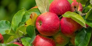 العلم والإيمان.. وما تخرج من ثمرات من أكمامها