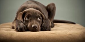 العلم والإيمان.. حقوق حيوان في الإسلام