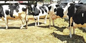 غلق مؤقت لسوق المواشي بغليزان