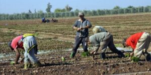 المدينة الجديدة بوعينان بالبليدة.. فلاحوا عمروسة يستنجدون برئيس الجمهورية