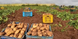 إرتفاع قياسي في مؤشر إنتاج الهكتار الواحد من البطاطس