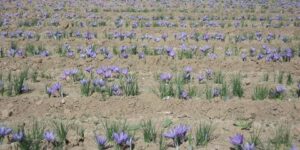 “سفران فود” يضع الجزائر في قلب أسواق الزعفران العالمية ويعزز موقعها بين الدول الرائدة