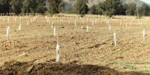المسيلة.. تقدم كبير في زراعة أشجار الأرغان