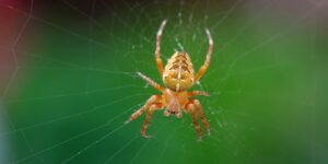 العلم والإيمان.. كمثل العنكبوت اتخذت بَيتًا