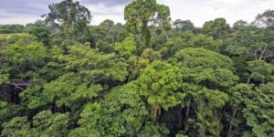 العلم والإيمان.. دور الغطاء النباتي في الأرض