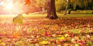 العلم والإيمان.. الورقة النباتية وإعجازها