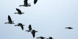 العلم والإيمان.. أَوَلَمْ يَرَوْا إِلَى الطَّيْرِ فَوْقَهُمْ صَافَّاتٍ